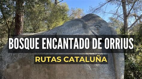 Excursión al Bosque Encantado de Orrius 